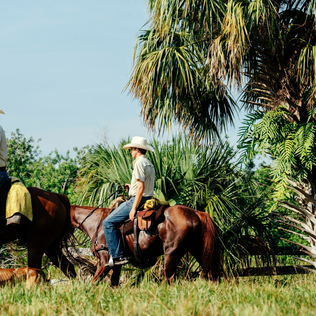 The Buckskin